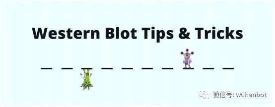biorbyt实用干货：零基础学Western Blot