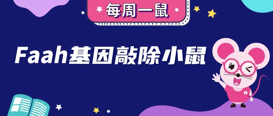 Faah基因敲除小鼠