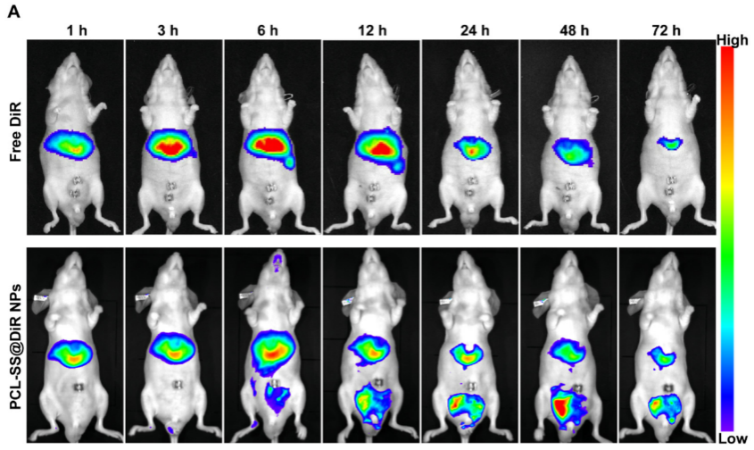 文献速递│动物活体成像系统在前列腺癌治疗研究中的应用