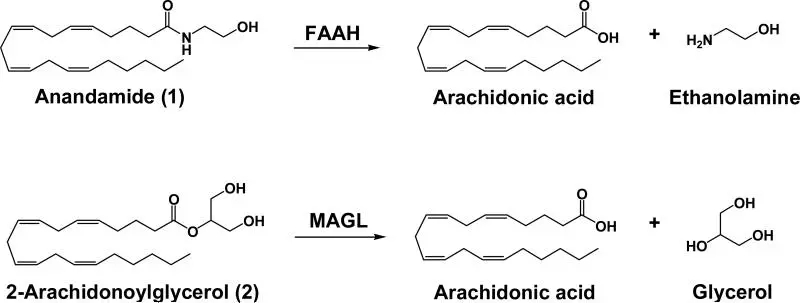 Faah基因敲除小鼠