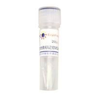 生物素标记EMSA探针－AP2 (0.2μM)