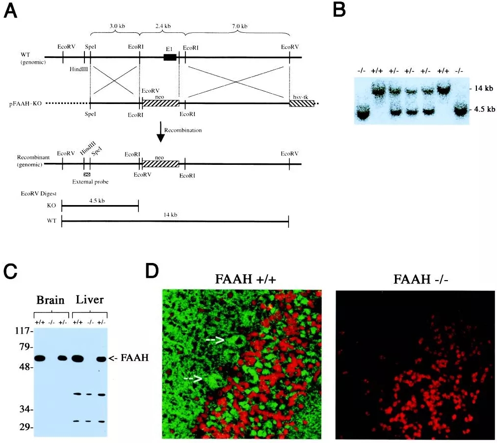 Faah基因敲除小鼠