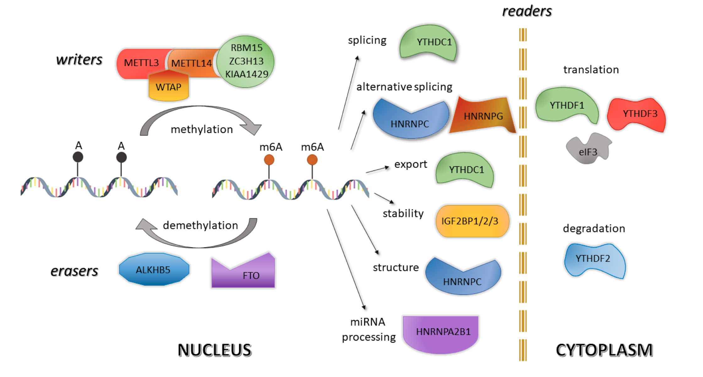 多面手 FTO 蛋白！影响疾病发生、生长发育，还能使植物增产？