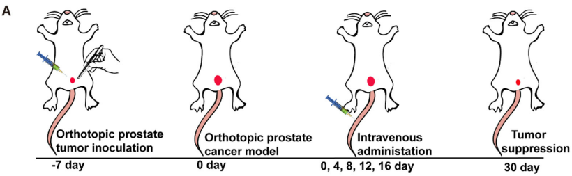 文献速递│动物活体成像系统在前列腺癌治疗研究中的应用