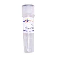 EMSA探针－AP1 (10μM)