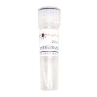 生物素标记EMSA探针－AP1 (0.2μM)