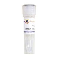 EMSA探针－AP1 (1.75μM)