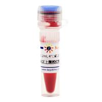 PAGE上层胶红色染料(500X, 无迁移)