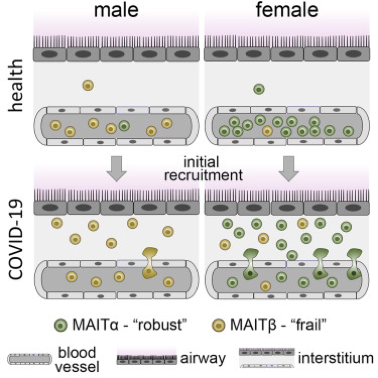 全光谱流式联合单细胞RNA测序，COVID-19免疫防御深度解析
