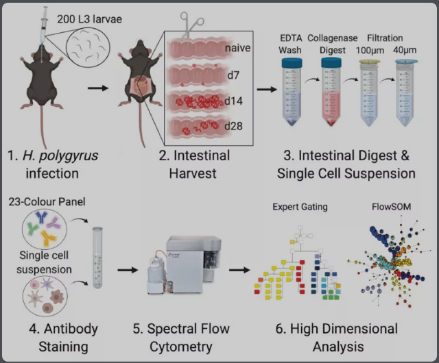 3激光23色：寄生虫感染小鼠肠道免疫高维分析