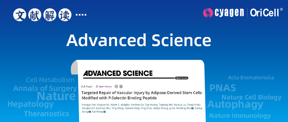 南开大学团队揭示P-选择素结合肽修饰ADSC靶向修复血管损伤