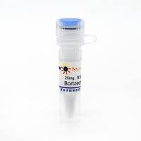 Bortzeomib (PS-341) (Proteasome抑制剂)