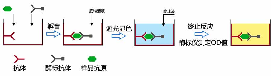 ELISA试验三种常见操作方法