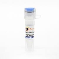 Bortzeomib (PS-341) (Proteasome抑制剂)