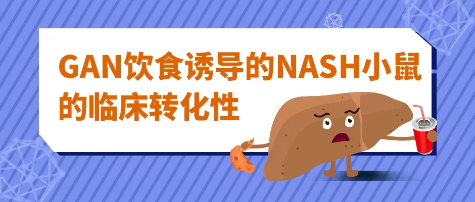 GAN饮食诱导的NASH小鼠的临床转化性