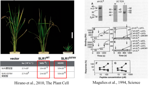 Biacore分子间相互作用在科研中的应用最全汇总