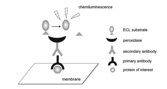 Western Blot（WB)-小实验中蕴含大文章