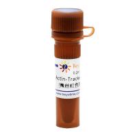 Actin-Tracker Red-555 (微丝红色荧光探针)