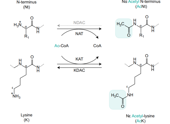 乙酰化修饰|多样化的功能,多样化的应用