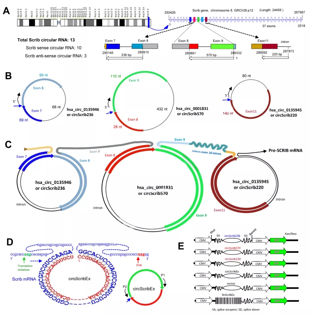 Molecular Therapy丨反义环状RNA circSCRIB通过抑制亲本基因剪接和翻译来促进癌症进展 - 企业动态 - 丁香通