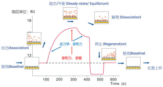 Biacore分子间相互作用在科研中的应用最全汇总