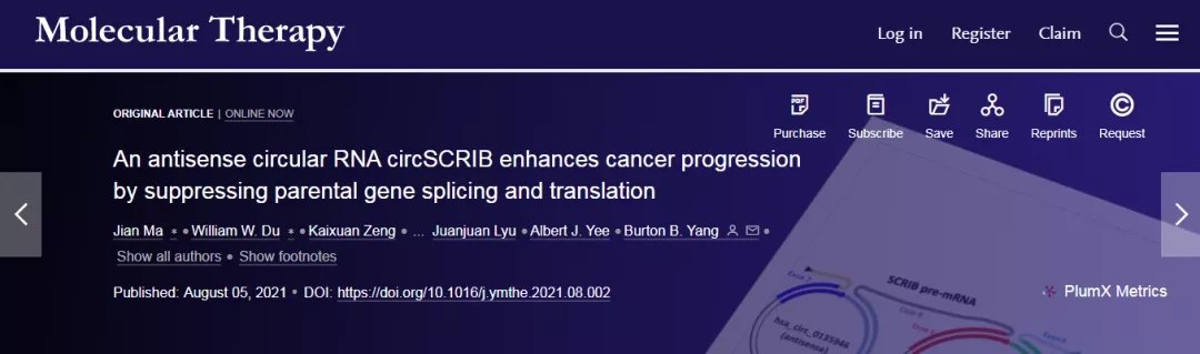 Molecular Therapy丨反义环状RNA circSCRIB通过抑制亲本基因剪接和翻译来促进癌症进展