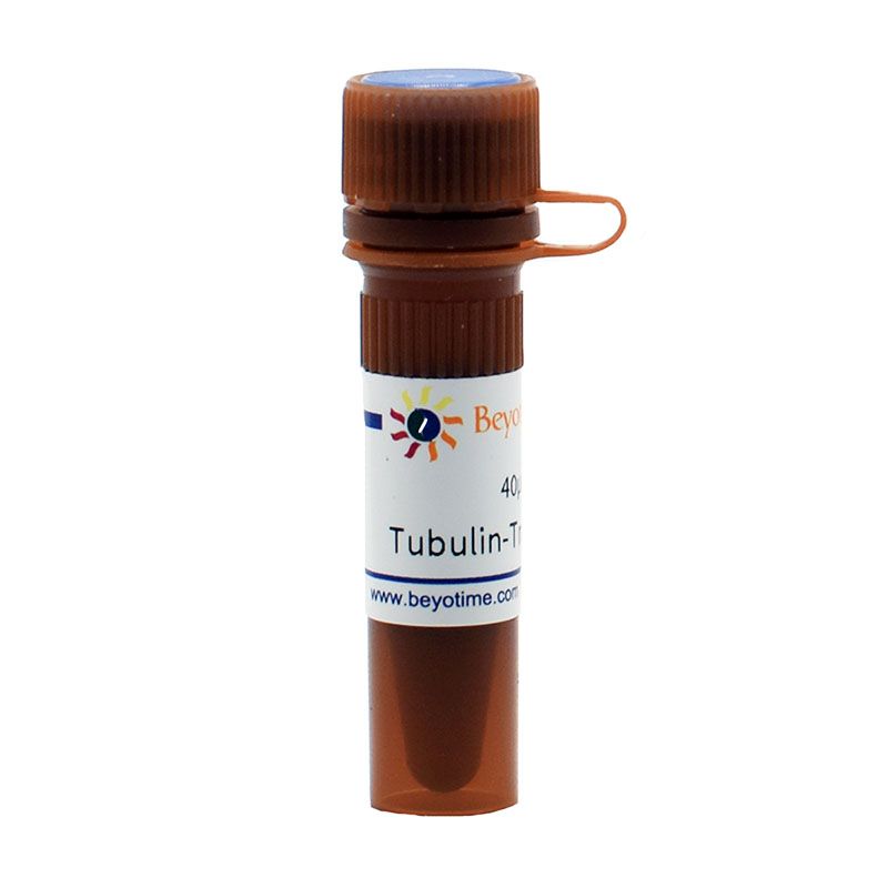 Tubulin-Tracker Red (抗体法微管红色荧光探针)