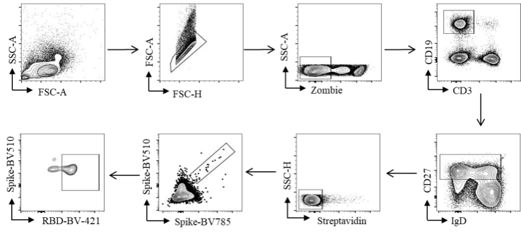 新冠疫苗上午接种效果更佳-Cytek持续推动高水平新冠研究