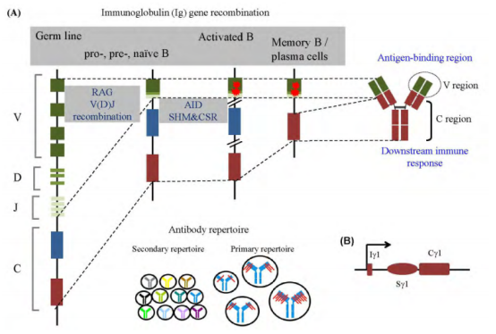 抗体结构多样化