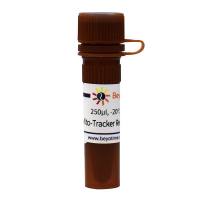 Mito-Tracker Red CMXRos (线粒体红色荧光探针)