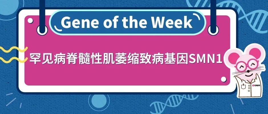 SMN1基因敲除小鼠与脊髓性肌萎缩症(SMA)