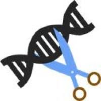 基因定点敲入/点突变细胞系