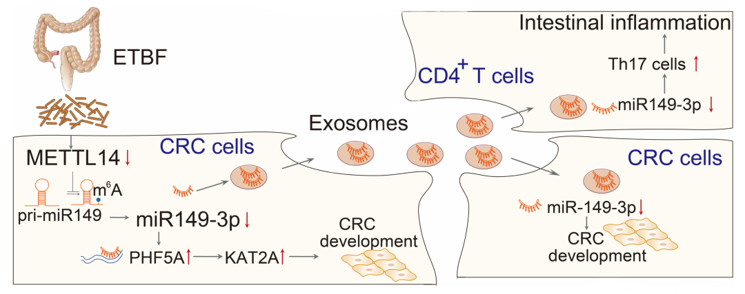 miRNA研究进展盘点（20210812）