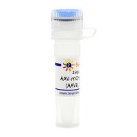AAV-mCherry-GFP-LC3B (AAV9, 10^13vp/ml)