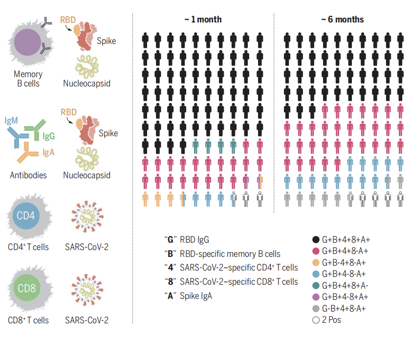捷报不断，Cytek全光谱流式技术加速新冠前沿进展