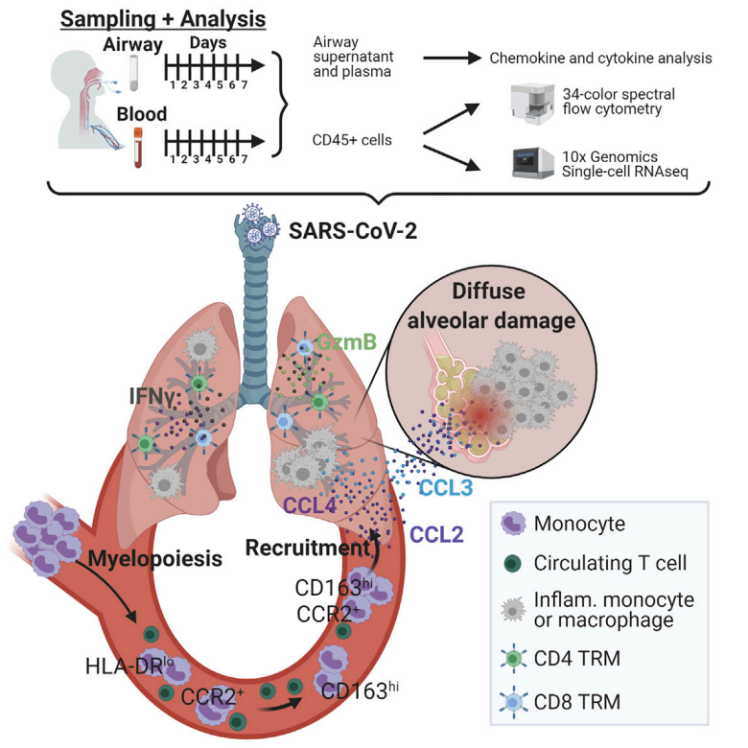 捷报不断，Cytek全光谱流式技术加速新冠前沿进展