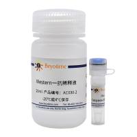 Caspase-3抗体(兔多抗)