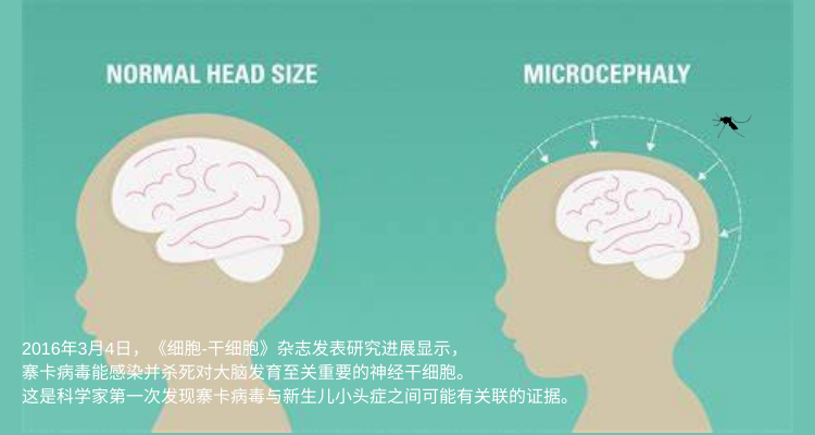 8月防蚊防寨卡,免疫试剂盒在寨卡病毒防控中的应用