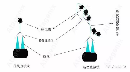 免疫组织化学(IHC)