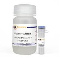 Caspase-8抗体(兔多抗)