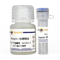 Caspase-9抗体(小鼠单抗)