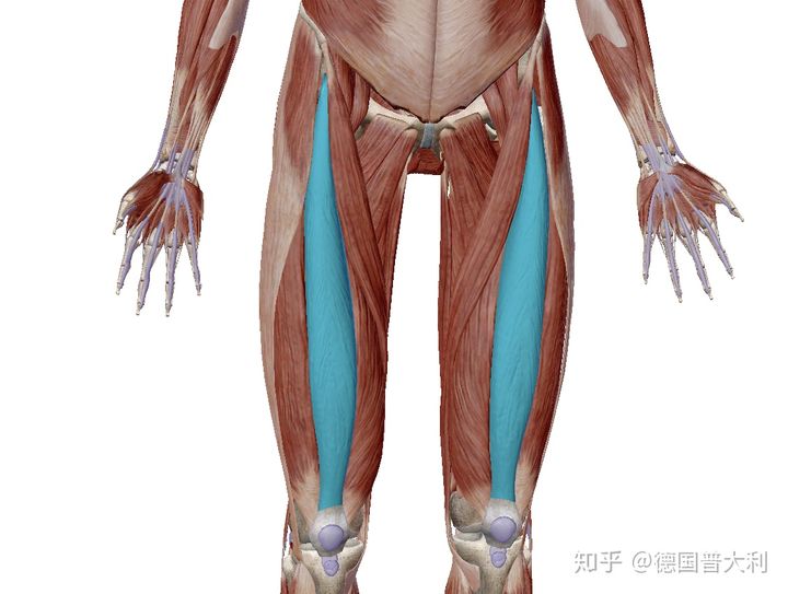 双侧的屈髋肌群～～髂腰肌是处于紧张或缩短的状态,股直肌,腰方肌和