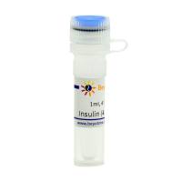 Insulin