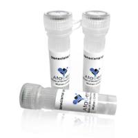 CRAF Polyclonal Antibody, CRAF多克隆抗体