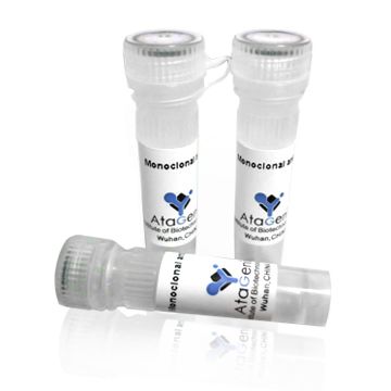 LTBP1 polyclonal antibody