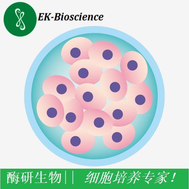 ncm460细胞系/ncm460细胞细胞株 /ncm460正常结肠上皮细胞