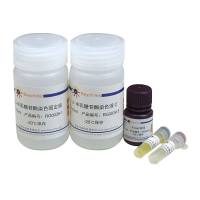 β-半乳糖苷酶原位染色试剂盒