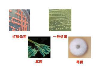 美澳型核果褐腐病菌 斜面