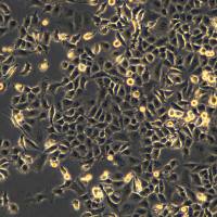 浙江（杭州）美森 人肺大细胞癌细胞 NCI-H1299