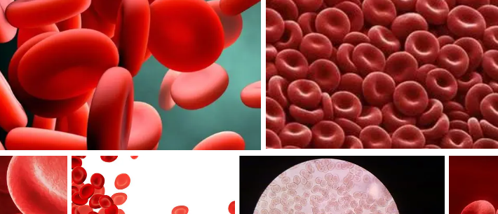 无菌脱纤维猫血/无菌脱纤维猫血/无菌脱纤维猫血